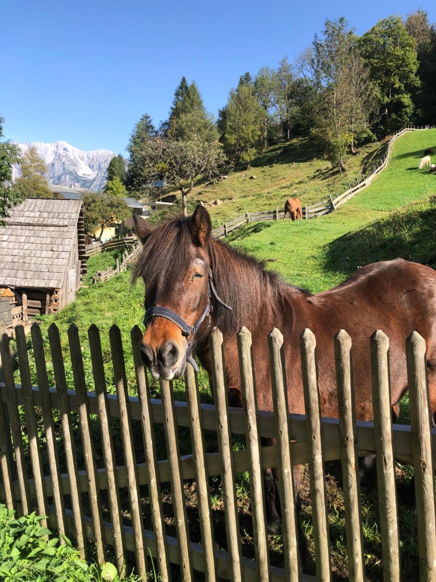 Auerhof Vila Schladming Exterior foto